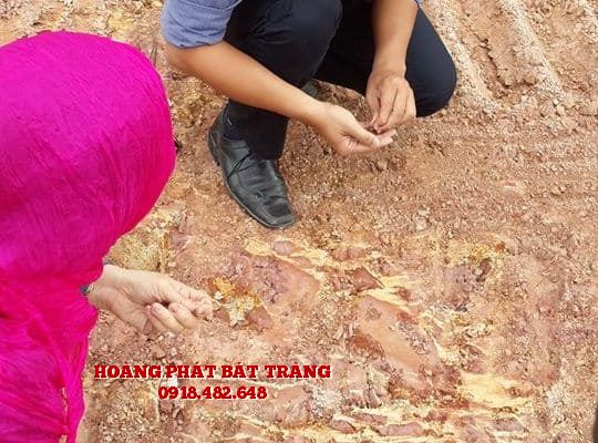 Đất ngũ sắc nguyên khối chưa qua xử lý